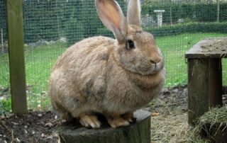 How to Make Your Pet Eco-Friendly