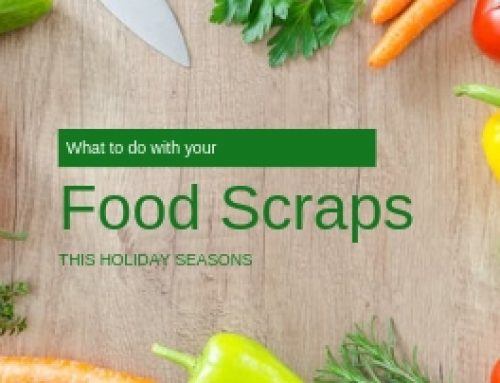 What To Do With Your Food Scraps This Holiday Season