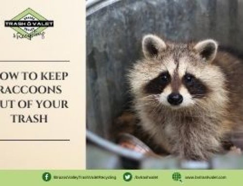How To Keep Raccoons Out Of Your Trash