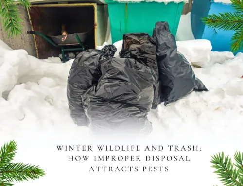 Winter Wildlife and Trash: How Improper Disposal Attracts Pests