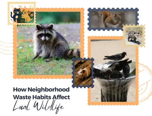 How Neighborhood Waste Habits Affect Local Wildlife